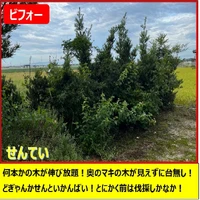画像267
