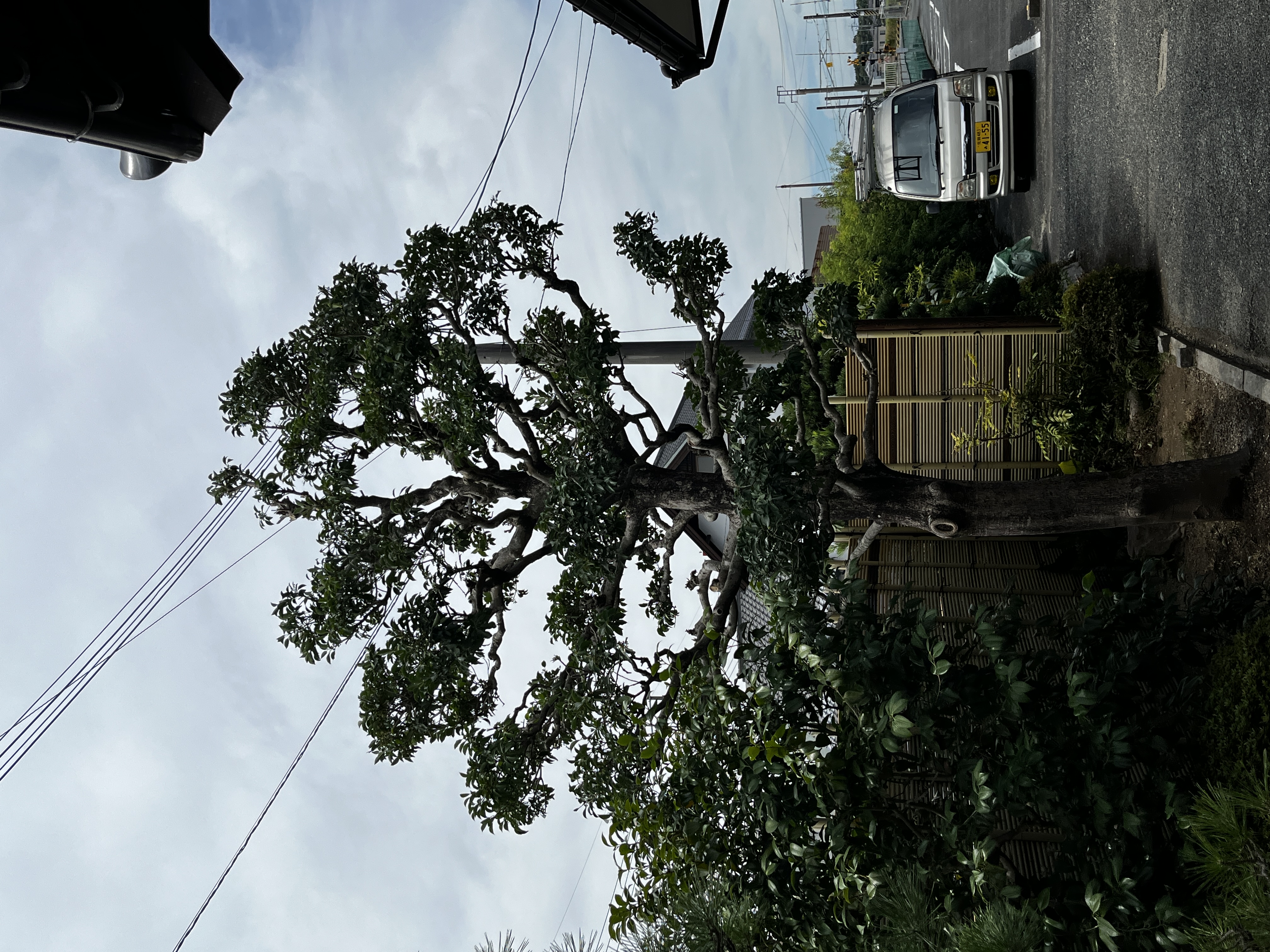 もちの木の剪定（アフター）